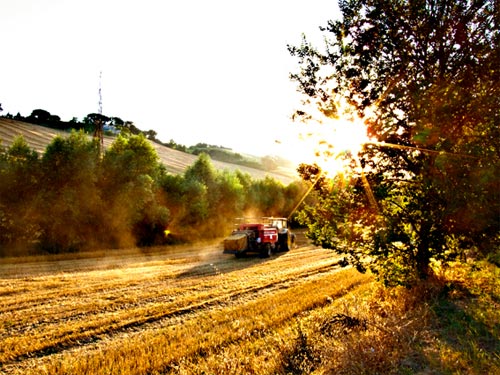 La raccolta del grano è terminata.