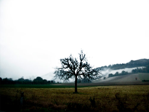 Cadono le foglie