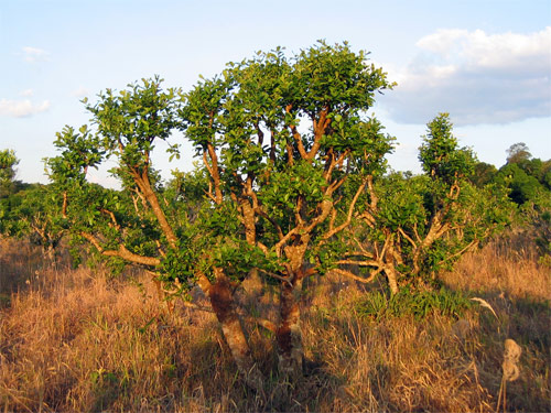 Ilex Paraguariensis, la pianta del Mate Ilex Paraguariensis, la pianta del Mate