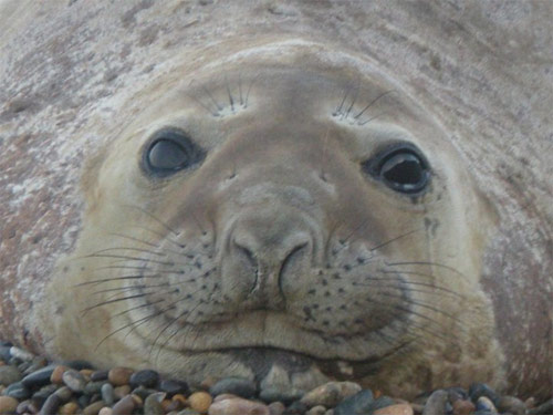 Lobo de mar