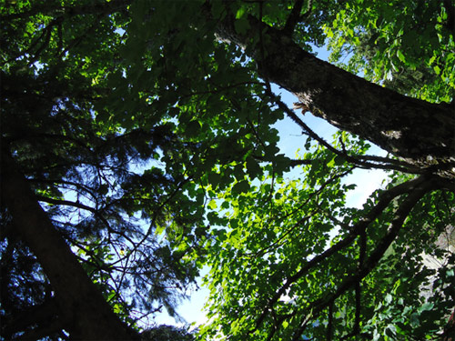 Fuga nella natura