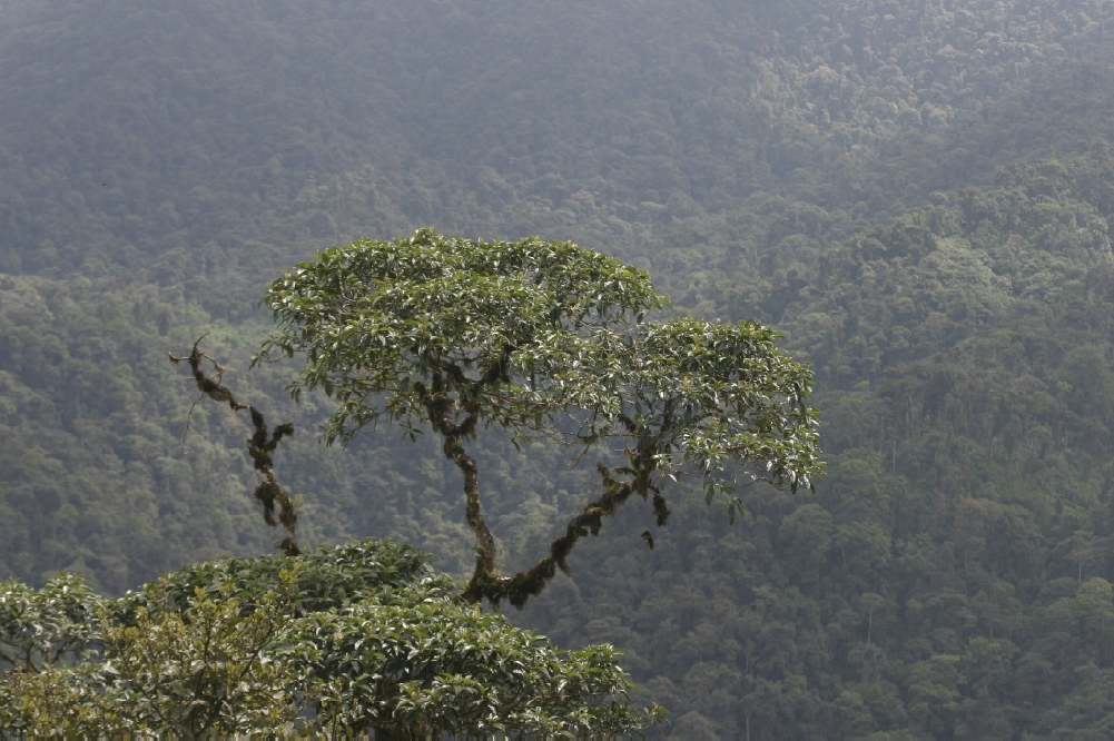 Ecosistema